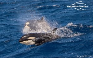 Whale Watching in Western Australia - March 8, 2020 - 22