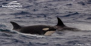 Killer whale in Bremer Canyon - 5th of March 2020 - 11