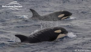 Killer whale in Bremer Canyon - 5th of March 2020 - 12