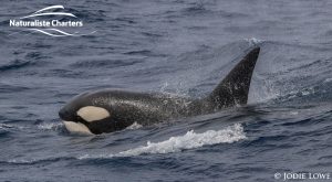 Killer whale in Bremer Canyon - 5th of March 2020 - 16