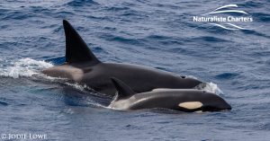 Killer whale in Bremer Canyon - 5th of March 2020 - 17