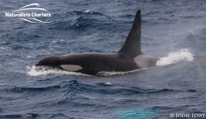 Killer whale in Bremer Canyon - 5th of March 2020 - 22