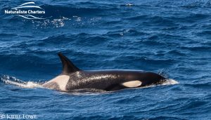 Bremer Canyon Killer Whale Watching Australia - March 7, 2020 - 1