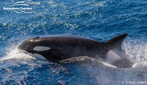 Bremer Canyon Killer Whale Watching Australia - March 7, 2020 - 2