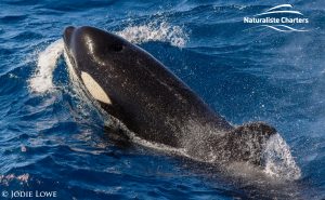 Bremer Canyon Killer Whale Watching Australia - March 7, 2020 - 3