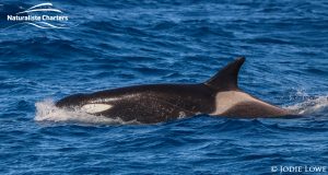 Bremer Canyon Killer Whale Watching Australia - March 7, 2020 - 5