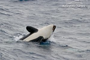 Killer whale in Bremer Canyon - 5th of March 2020 - 1