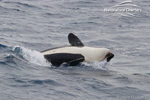 Killer whale in Bremer Canyon - 5th of March 2020 - 2