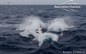 Killer whale in Bremer Canyon - 5th of March 2020 - 9
