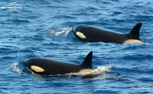 Orca Australia - Killer Whale Watching in Bremer Canyon - Mar 12, 2020 - 5