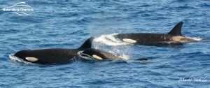 Orca Australia - Killer Whale Watching in Bremer Canyon - Mar 12, 2020 - 10