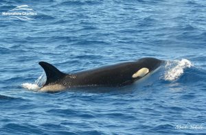Orca Australia - Killer Whale Watching in Bremer Canyon - Mar 12, 2020 - 9