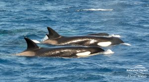 Killer Whale Watching in Bremer Canyon - March 12, 2020 - 5