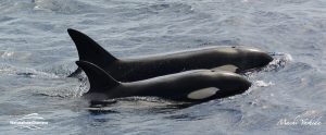Killer Whale Watching in Bremer Canyon - March 12, 2020 - 10