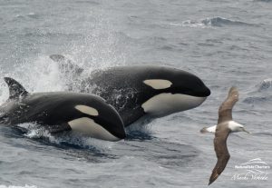 Killer Whale Watching in Bremer Canyon - March 12, 2020 - 14