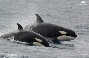 Killer Whale Watching in Bremer Canyon - March 12, 2020 - 13
