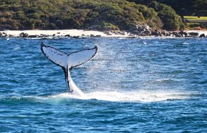 humpback whale watch
