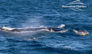 humpback whale watching australia