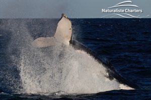 humpback whale watching australia