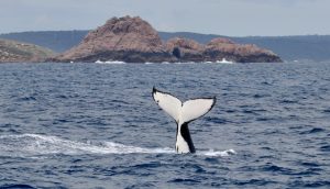 humpback whale watching ocean adventure