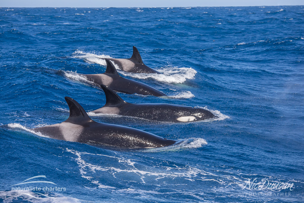 killer whale watching expedition 