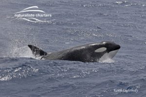 orcas bremer bay expedition