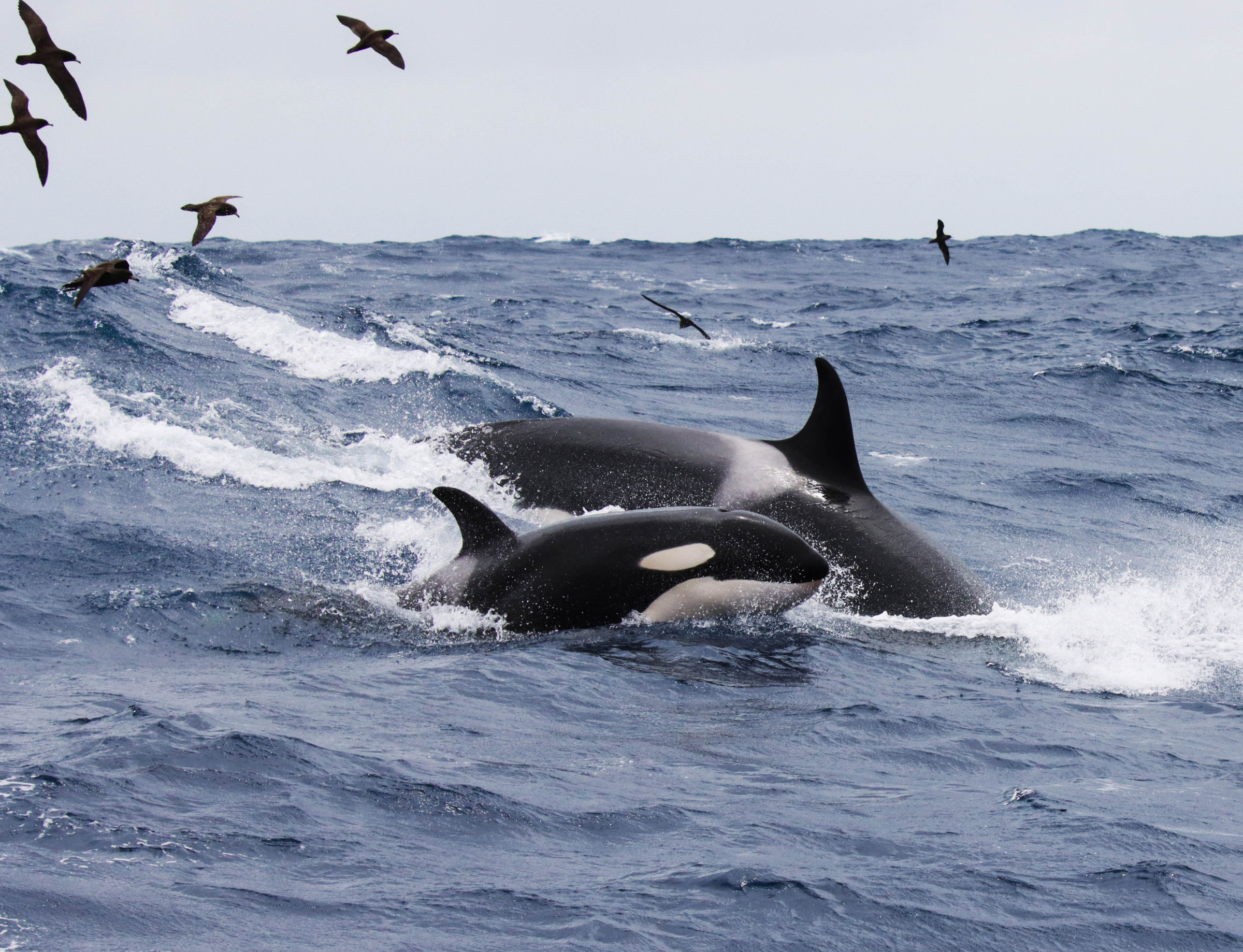 orca whale watching australia