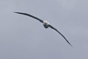 3x2wandering AlbatrossKEITH1871fb 300x200