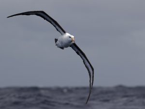 4x3bb AlbatrossKEITH1669 300x225