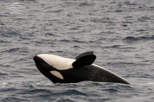 killer whale - orca flip