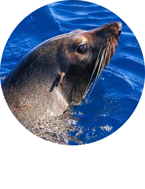 long nose fur seal