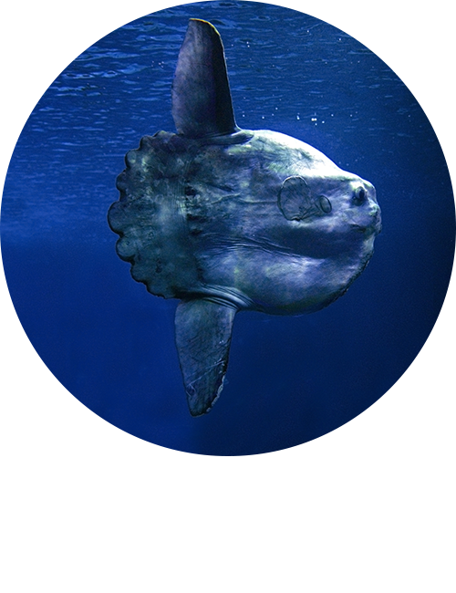 Oceanic Sunfish