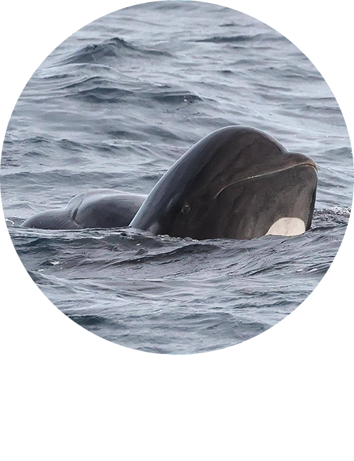 pilot whales