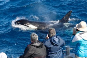 orca bremer bay