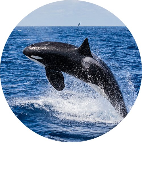 orca bremer bay