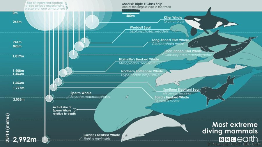 Whales Dive Deep