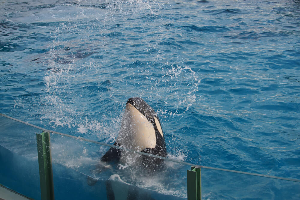 orca surfacing