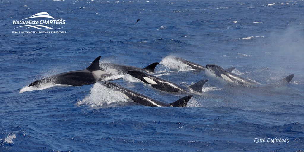 orca pod in the Bremer Canyon