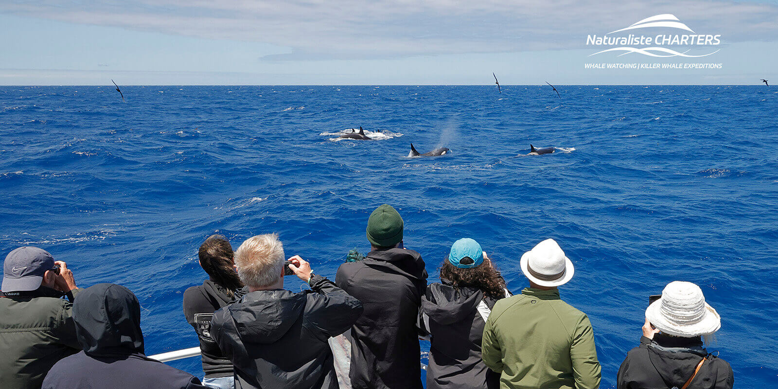 Plan a Whale Watching Experience with Naturaliste Charters